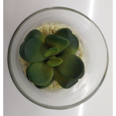 photo Cactus dans photophore en verre 1