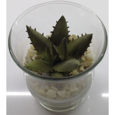 photo Cactus dans photophore en verre 5