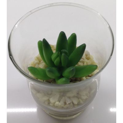 photo Cactus dans photophore en verre 7