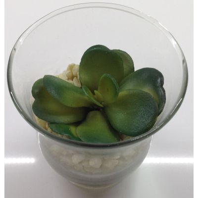 photo Cactus dans photophore en verre 9