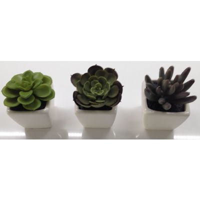 photo Lot de 3 minicactus
