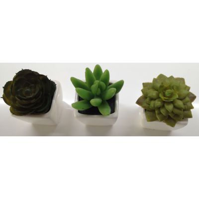 photo Lot de 3 minicactus 2