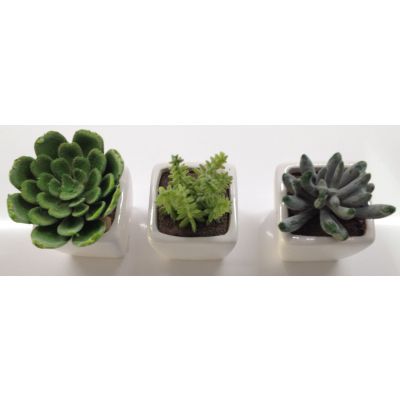 photo Lot de 3 minicactus 3